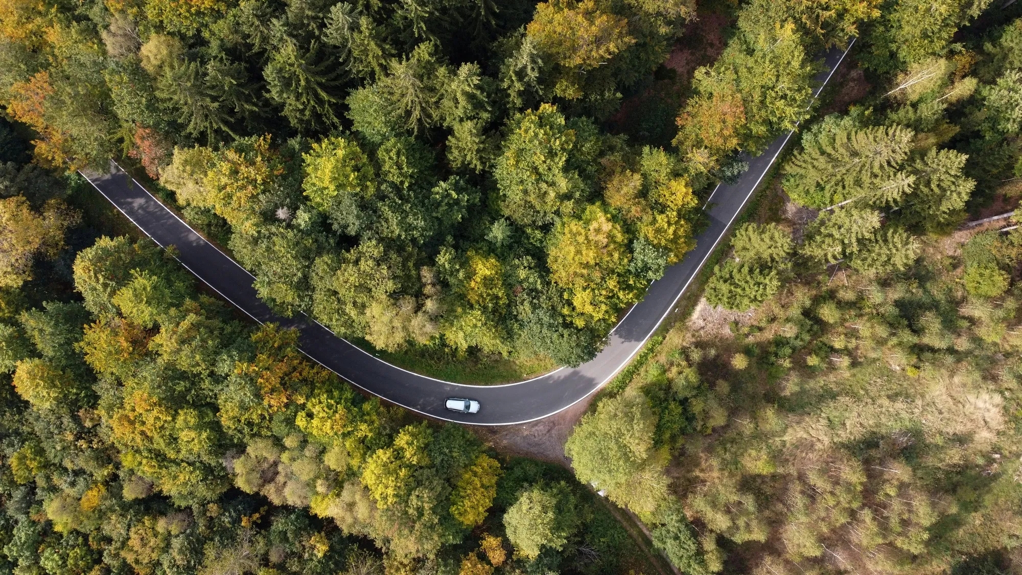 road with trees